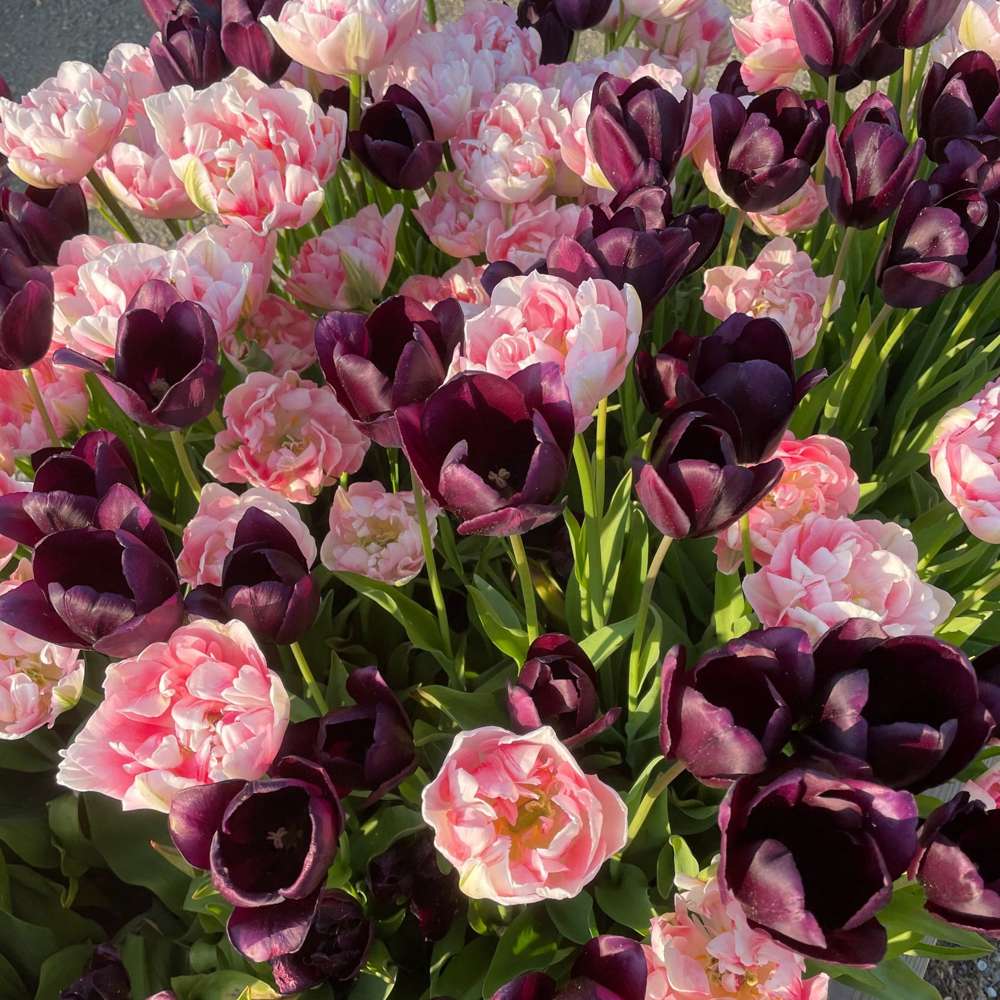 'Isabella' tulpanblandning